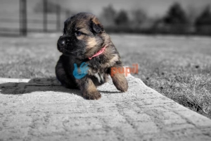 Owczarek niemiecki ZKwP FCI